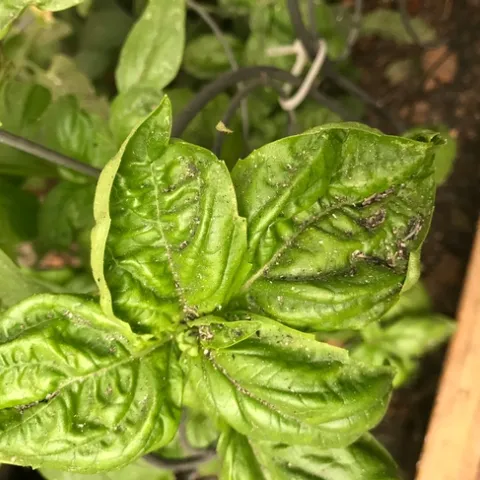 Ash on basil