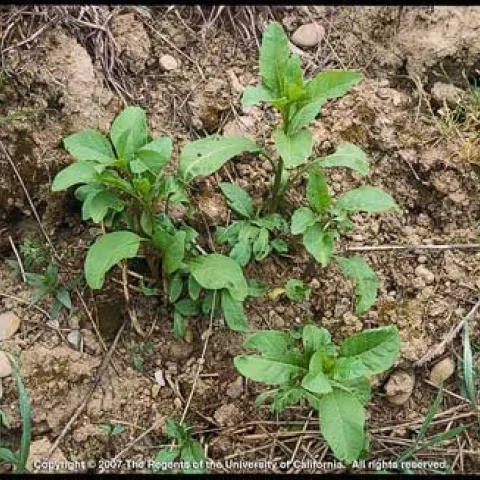 Green pokeweed seedlings sprouting up in dirt.