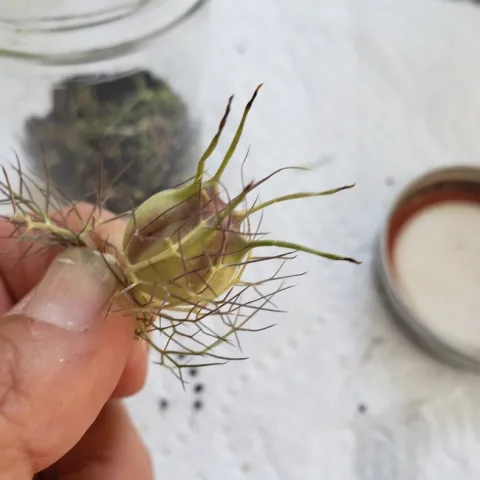 Nigella seed head. Photos by Nancy Forrest