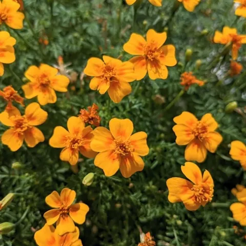 Orange, single-flowered marigold blossoms