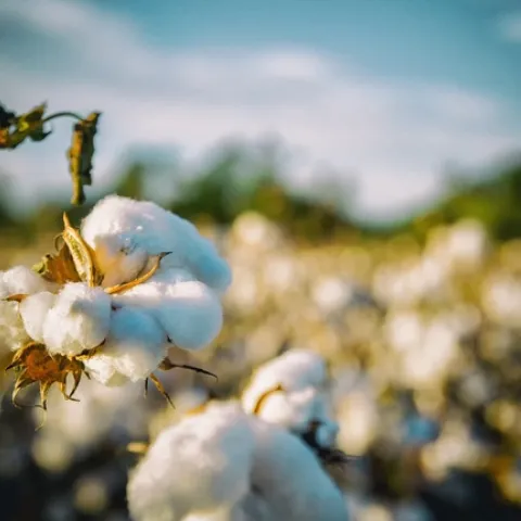 Cultivating cotton using regenerative methods can sequester carbon in the soil, keeping it from the atmosphere where it can contribute to climate change. (Photo: Pixabay)