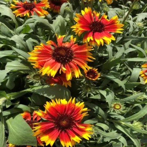 PotS BlanketFlower01