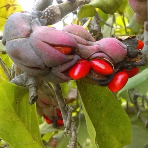 Magnolia seeds