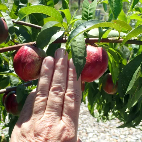 Correct spacing when thinning fruit