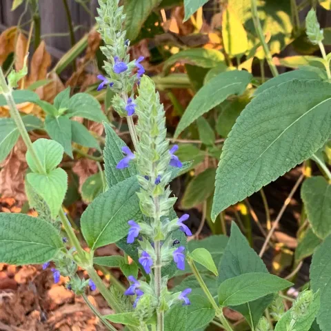 Chia, S. Hispanica, by Susan Casner-Kay
