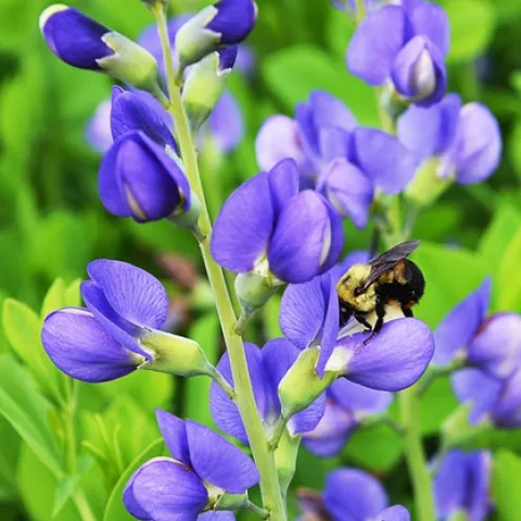 Baptisia australis Flower w Bee