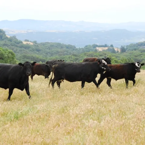 Cattle graze dry grass, reducing potential wildfire fuels.Photo by Roger Praplan