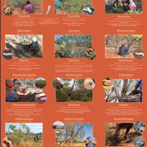 Some of the insects that Myfany Turpin of the University of Sydney researches. She will speak on "Grub's Up! The Category of Edible Insect Larvae in Central Australian Aboriginal Languages" at the UC Davis Entomology and Nematology's virtual seminar at 4:10 p.m., Wednesday, Oct. 7.