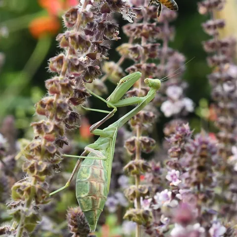 A gravid Stagmomantis limbata eyes a honey bee nectaring on African blue basil. (Photo by Kathy Keatley Garvey)
