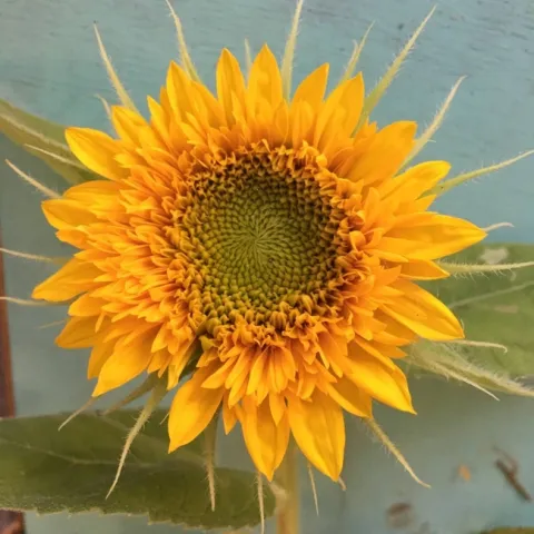 photos by Aysha Huerta