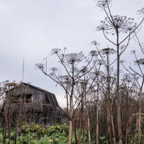 Giant hogweed
