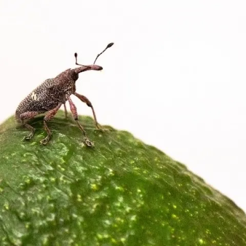 heilipus weevil