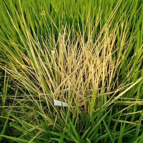 SUPPRESS® herbicide applied in test plots on weedy rice (2020).