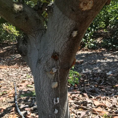 bacterial canker classic