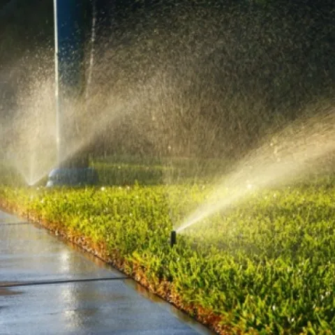 Sprinklers watering both lawn and sidewalk.