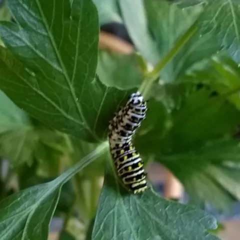 caterpillar cropped