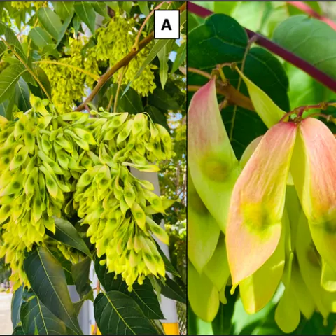 Figure 2. Female trees can produce more than 300,000 red, yellow and green “samaras” that each contain one seed covered by a winged and papery tissue used in wind dispersal. Credit: Cindy R. Kron, UC IPM.