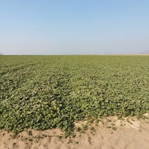 A grass green field of Monterey in Macdoel, California, October 6, 2020. Total amount of chill hours between 33 and 45 degrees, 168. Photo courtesy Doug Thomas, Crown Nursery
