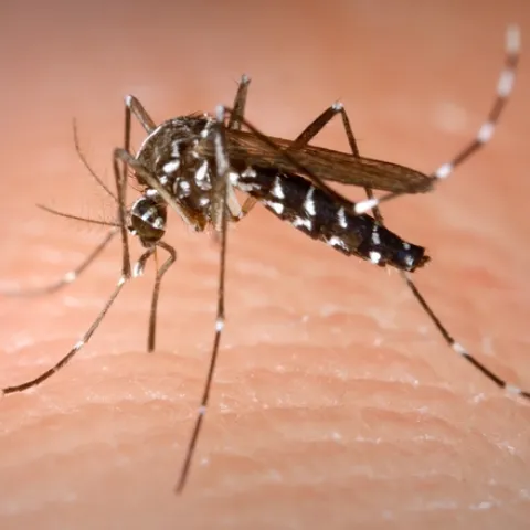 This is an Aedes albopictus female mosquito obtaining a blood meal from a human host. (Photo by James Gathany, Centers for Disease Control and Prevention)