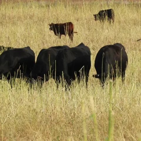 Cattle graze cover crops near Roscoe, South Dakota.