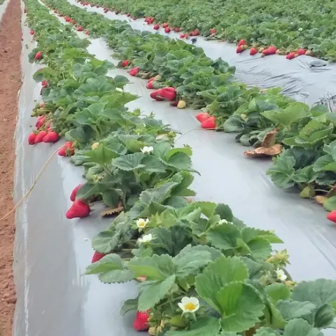 Organic strawberries ranked second in California organic commodities with $202 million in sales value in 2016. Photo by Joji Muramoto