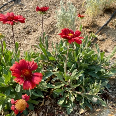 Gaillardia and Santolina