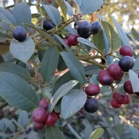 Eva Case coffeeberry berries (Frangula californica), J. Alosi