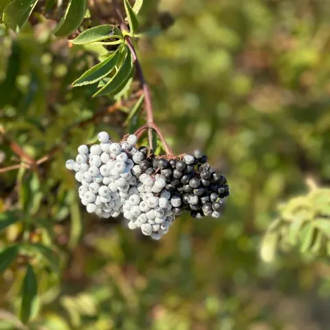 A cluster of elderberries ready for harvest