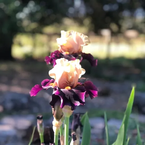 Iris