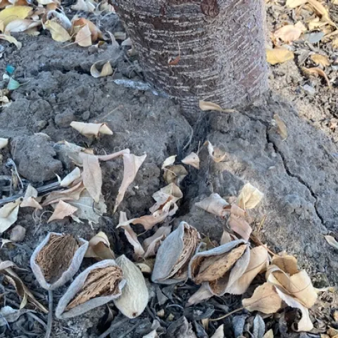 Nuts left in almond orchards after harvest can provide a home for over-wintering pests. UC IPM experts recommend the removal of all mummy nuts from the trees and orchard floor.