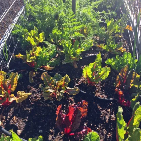 Chard and carrots in raised bed, Kim Schwind