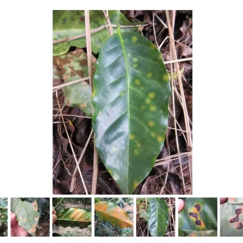 coffee leaf rust