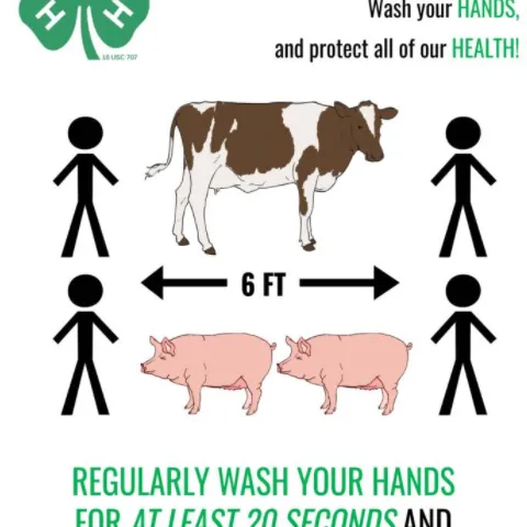 Poster shows 4-H logo and text, "user your head, have a heart, wash your hands, and protect all of our health" with examples of what six feet looks like: 1 cow, 2 pigs.