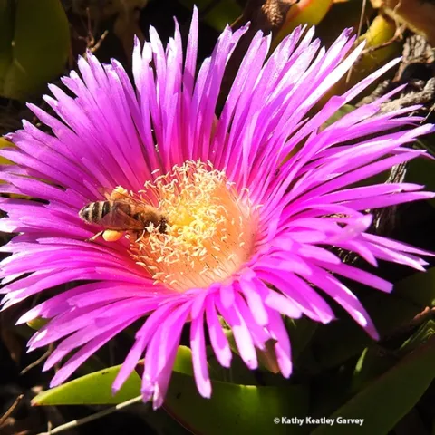 A honey bee foraging on ice plant along Doran Beach, Bodega Bay. Both the bee and the plant are non-native. (Photo by Kathy Keatley Garvey)