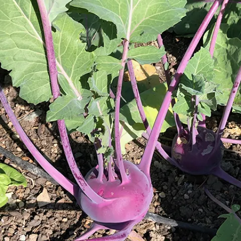 Veg-Kohlrabi-Kohlibri-MG-Karen-Schaffer