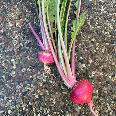 Veg-Turnip-Scarlet-Ohno-Revival-MG-Susan-Casner-Kay