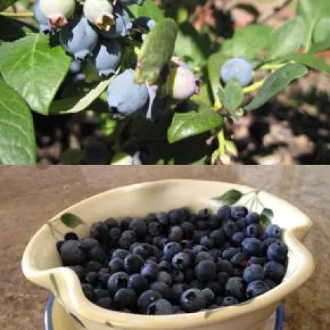 Blueberries - by Jeff Jenks