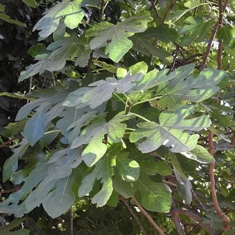 fig leaves