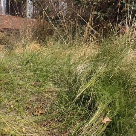 ornamental grass alex russell