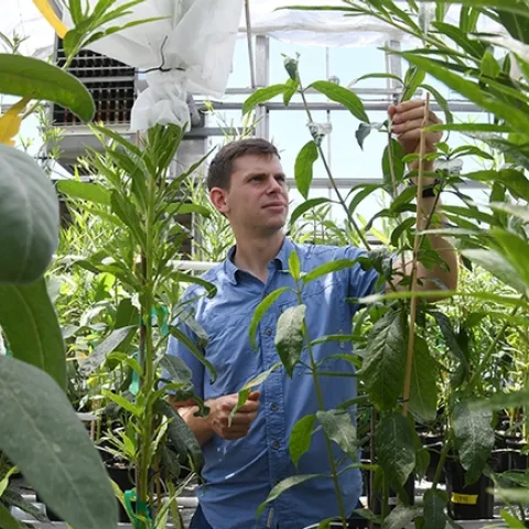 Micah Freedman reared monarchs in a UC Davis greenhouse before receiving his doctorate in population biology and heading for the University of Chicago as a postdoctoral fellow. He included some of the monarch dataset in the PNAS paper.(Photo by Kathy Keatley Garvey)