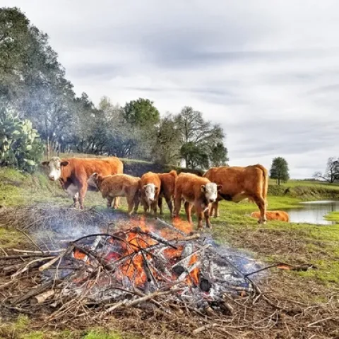 Bouverie Reserve with burn pile grazing cows. Photo credit: Sasha Berleman