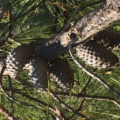 Photo by Linda Lewis Griffith