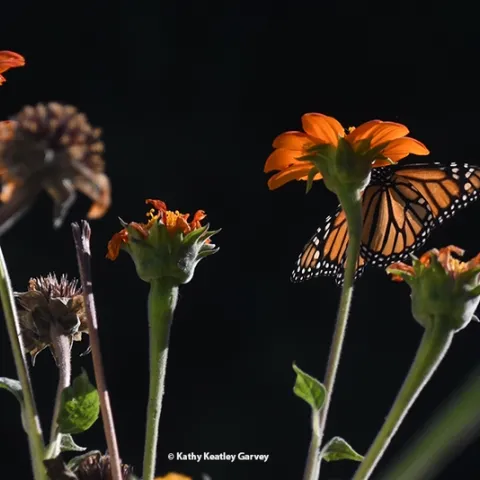 A monarch butterfly sipping nectar from a Mexican sunflower, Tithonia rotundifola, in Vacaville, Calif., on Oct. 30. (Photo by Kathy Keatley Garvey)