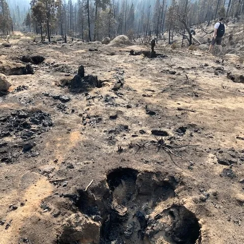 An area near Shaver Lake where the 2020 Creek Fire burned most of the living vegetation and old tree stumps. (Photo: Jeannette Warnert)