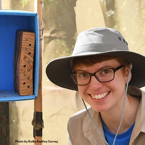 UC Davis doctoral student Clara Stuligross by her blue orchard bee nests in the spring of 2018. (Photo by Kathy Keatley Garvey)