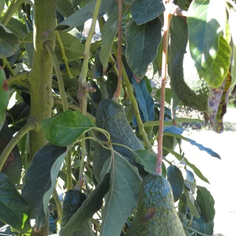 avocado stem damage frost