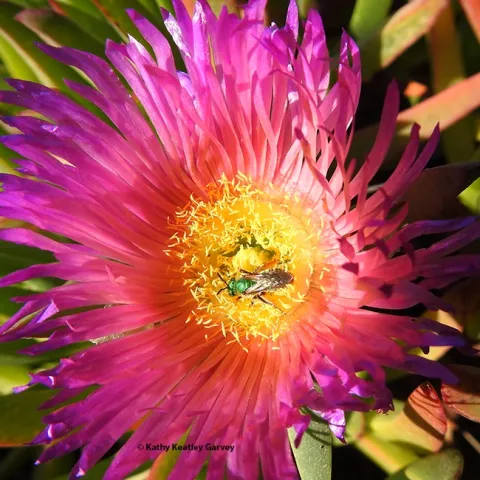 A male metallic green sweat bee, Agapostemon texanus, foraging on iceplant on Nov. 5 at a Bodega Bay's Doran Beach. (Photo by Kathy Keatley Garvey)