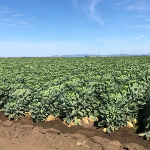 Brussels sprouts field