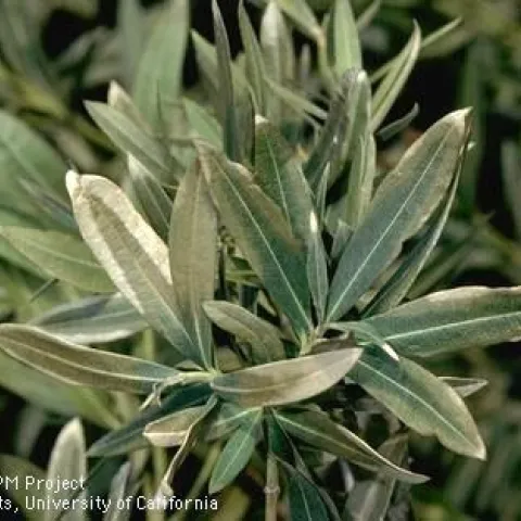 Frost damaged oleander leaves appear lighter and less vibrant than other leaves.