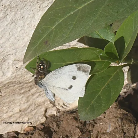 Herman the jumping spider nails a cabbage white butterfly. (Photo by Kathy Keatley Garvey)